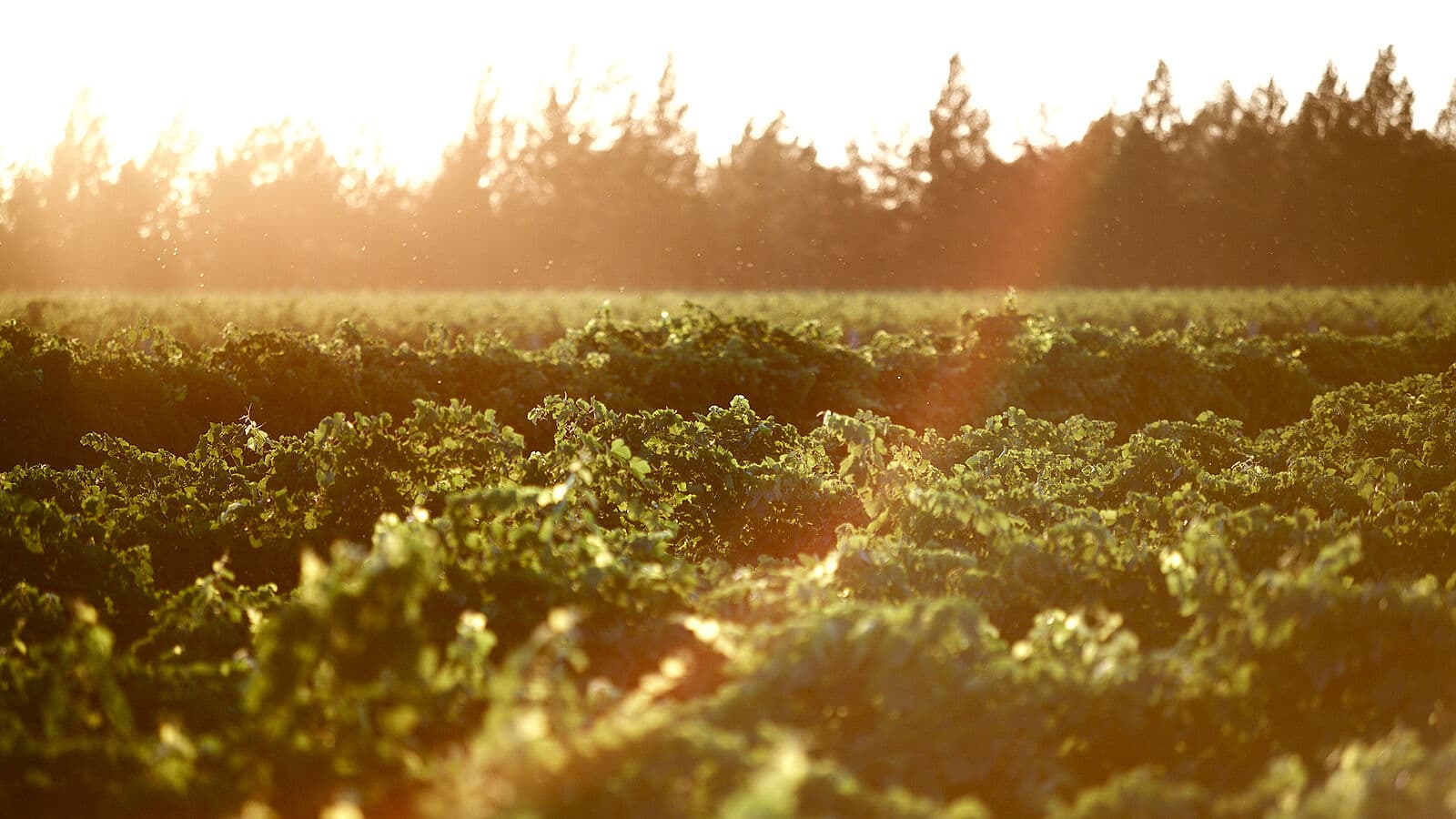 Riverina Vineyards at De Bortoli Wines