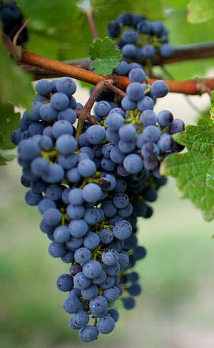 Red Grapes