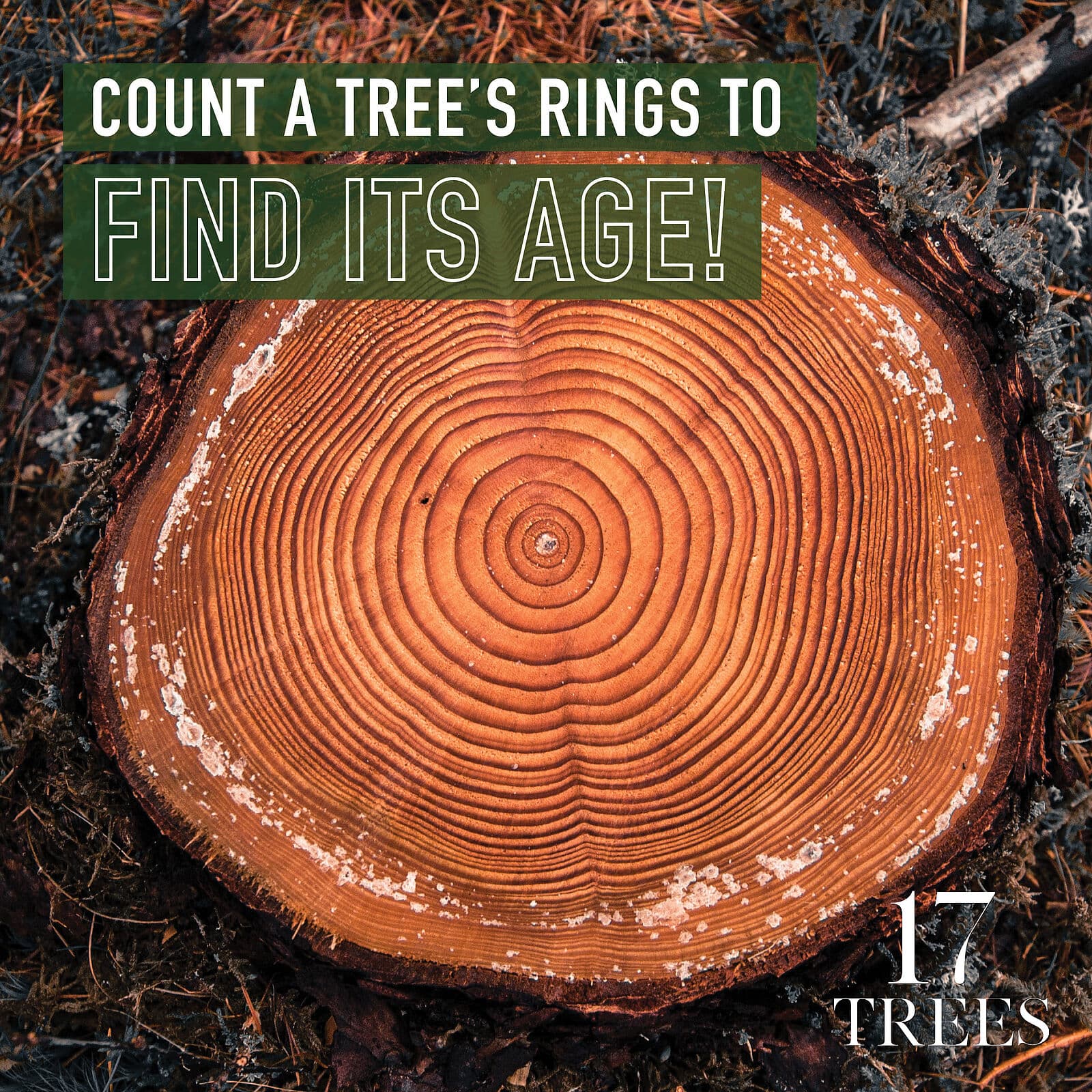 Northern Pecans: Counting pecan wood rings