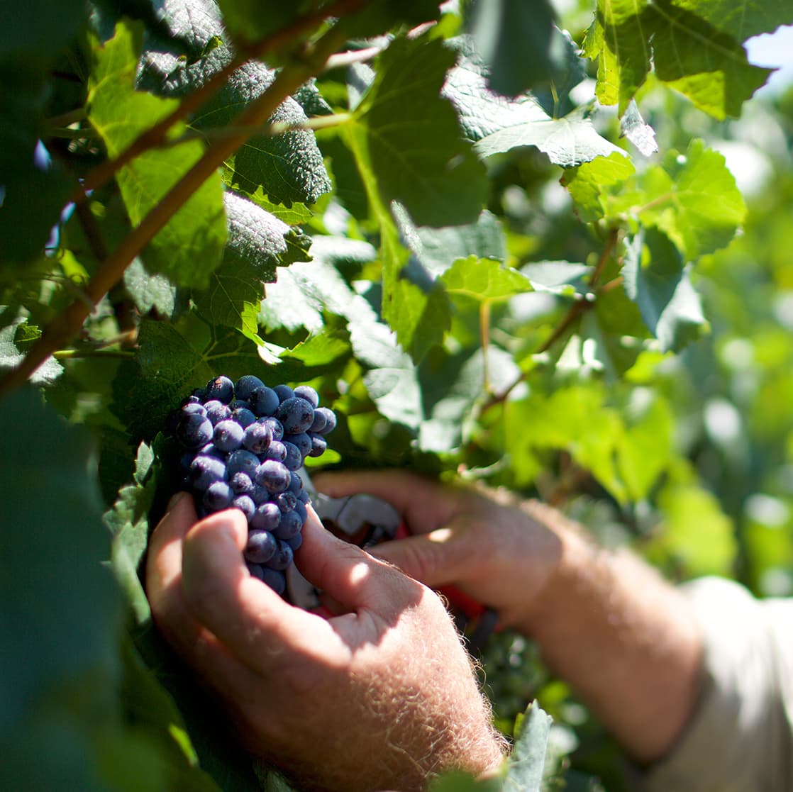 Rob Sutherland, Viticulturist De Bortoli Yarra Valley Estate, inspecting grapes in vineyard