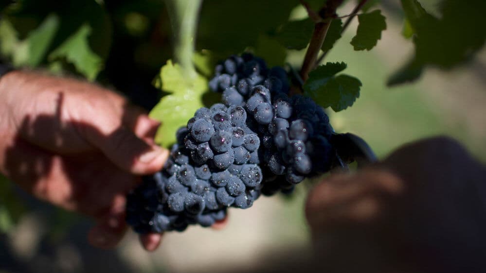 Inspecting bunch of grapes on vine