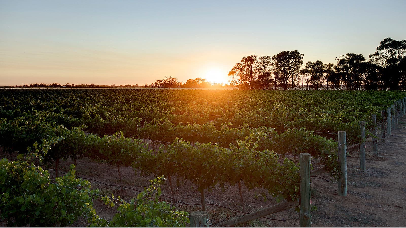 De Bortoli Wines Riverina Estate Surise over the vineyard