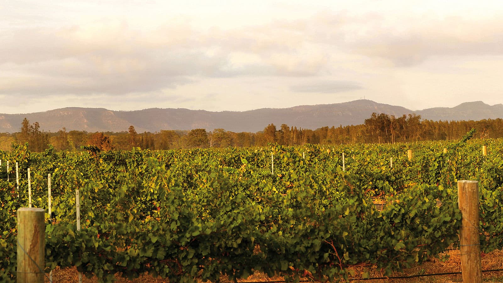 De Bortoli Wines Hunter Valley Estate Vineyards NSW Australia