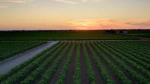 Sunset over De Bortoli Wines Bilbul Estate Vineyards Riverina NSW Australia