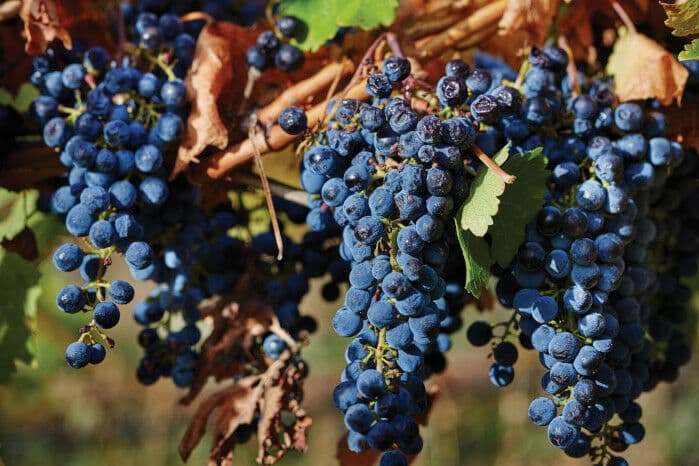 bunches of grapes