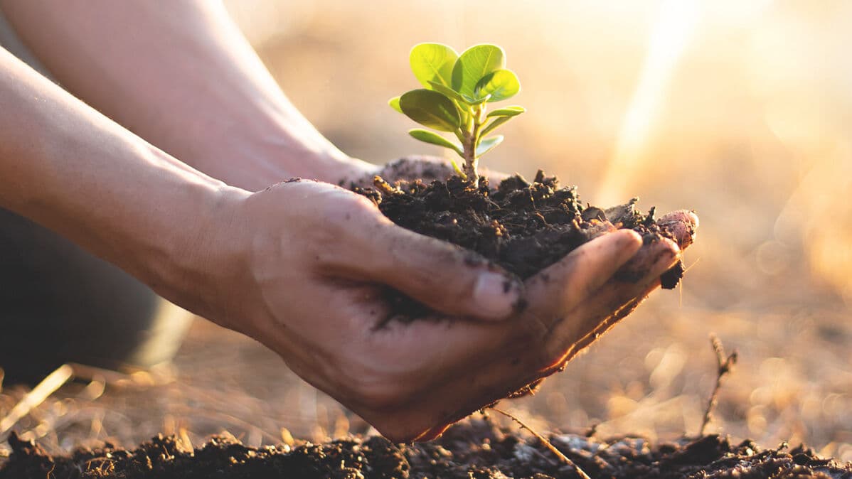 Hand holding small tree sapling