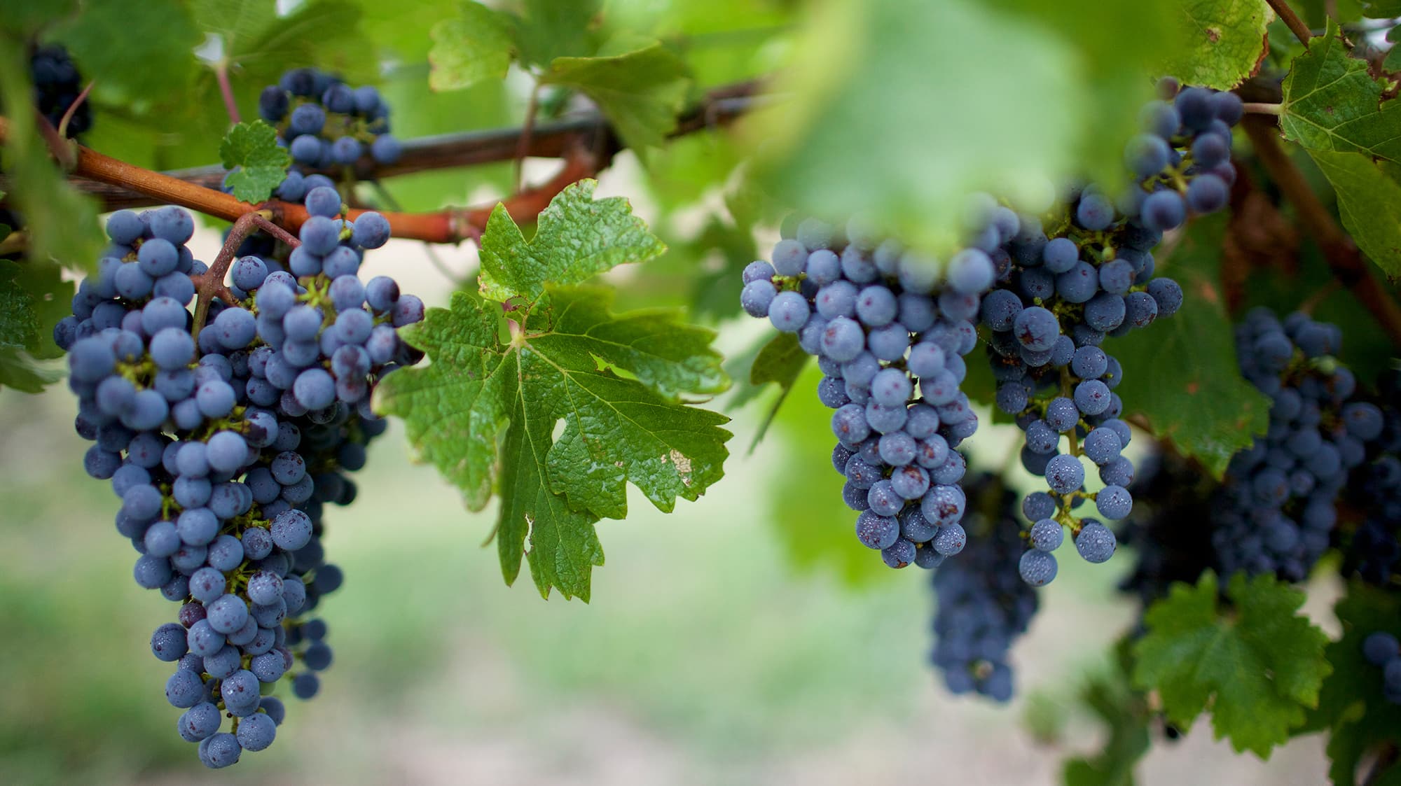 De Bortoli Wines Yarra Valley Grapes Vineyard