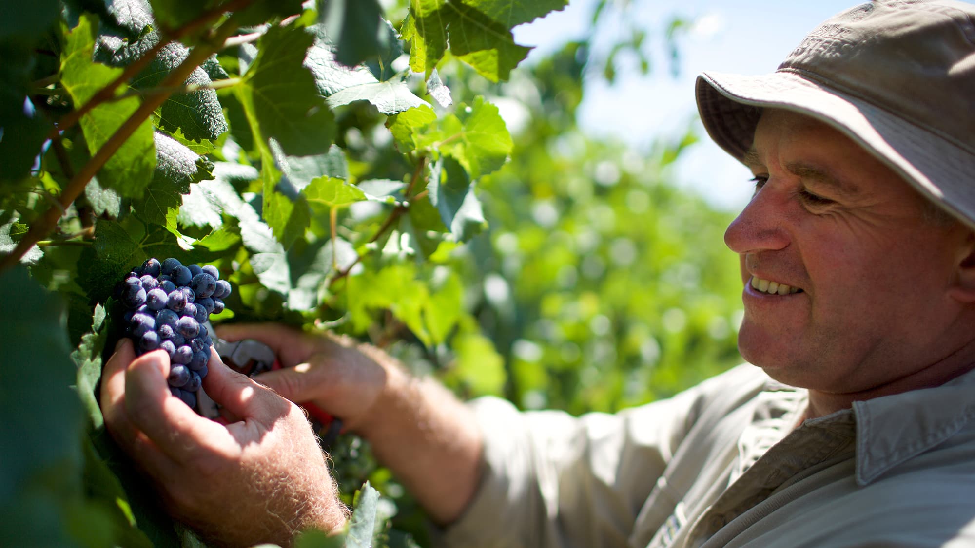 Our Viticulturists De Bortoli Wines