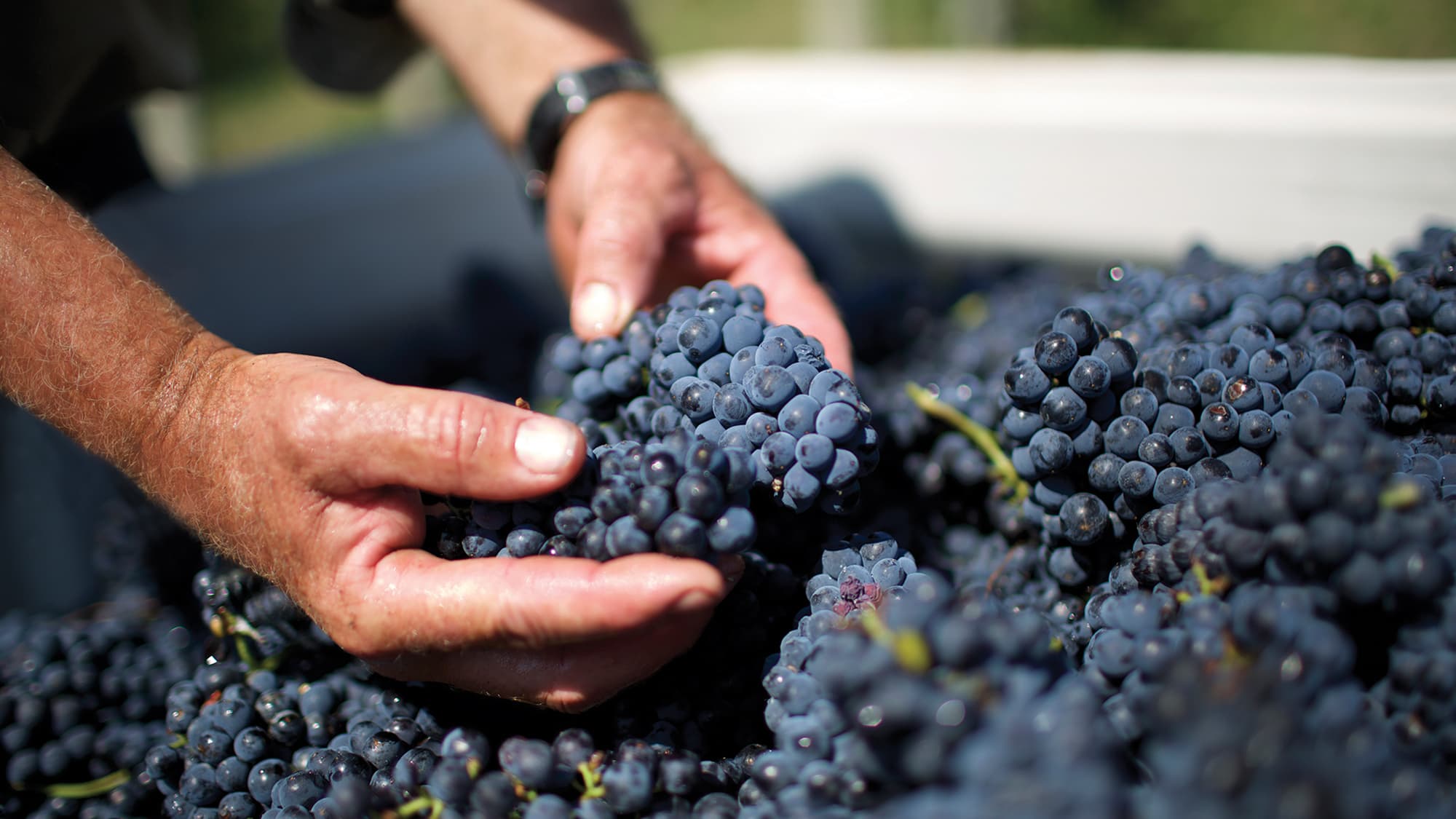 Hands holding grapes at De Bortoli Wines Yarra Valley Estate Harvest