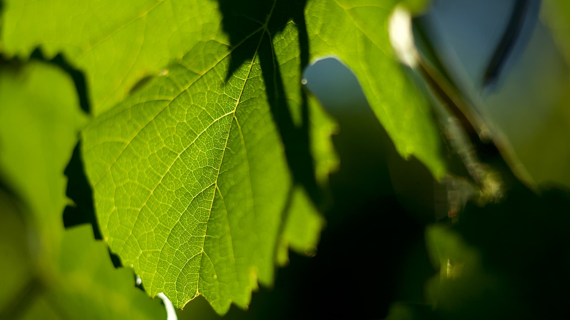 De Bortoli Wines King Valley Grape Vine Leaves