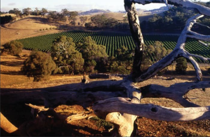 View of vineyard with tree branches in foreground