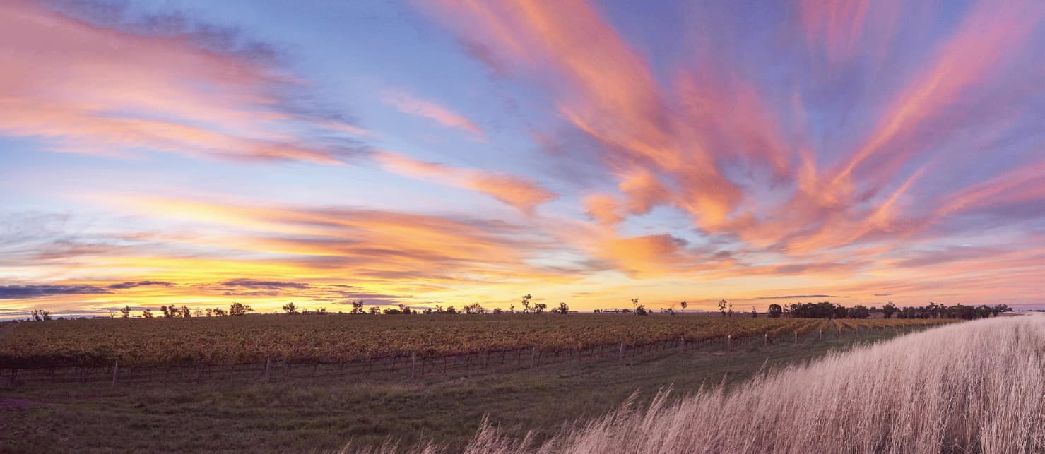 Scene of wineyard at sunrise